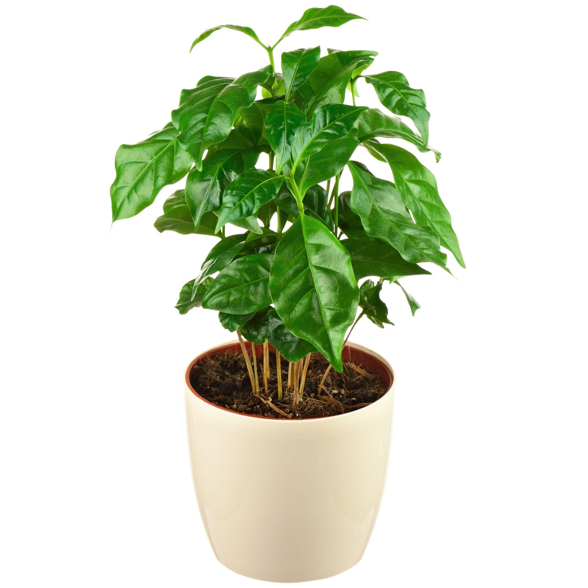 Coffee plant with glossy dark green leaves (view 3)