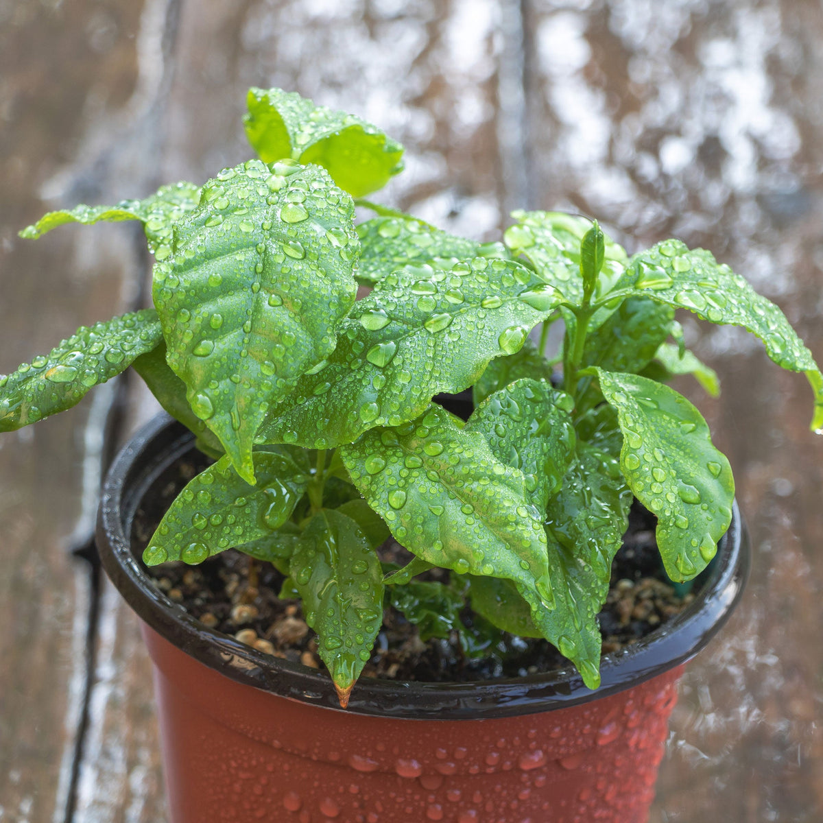 Coffee plant with glossy dark green leaves (view 4)