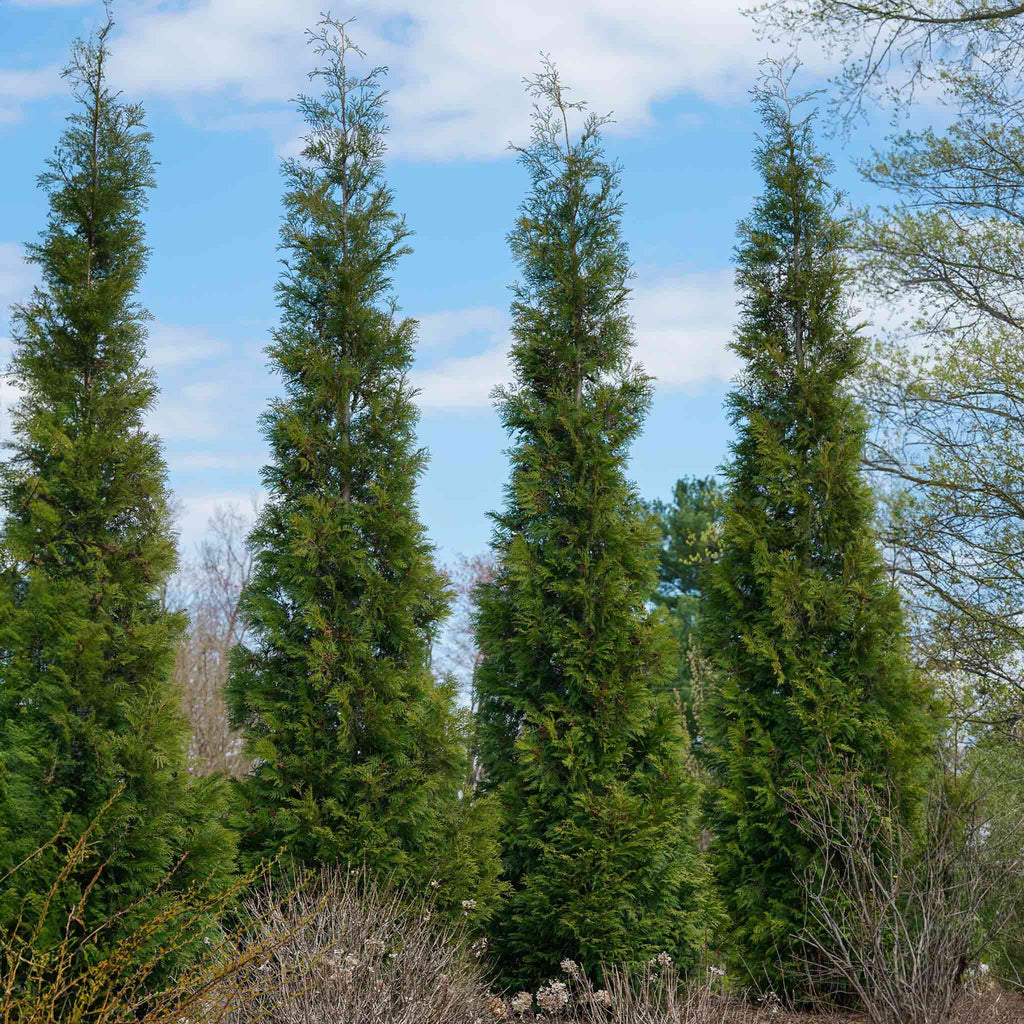 Tall, narrow columnar arborvitae with dense green foliage (view 2)