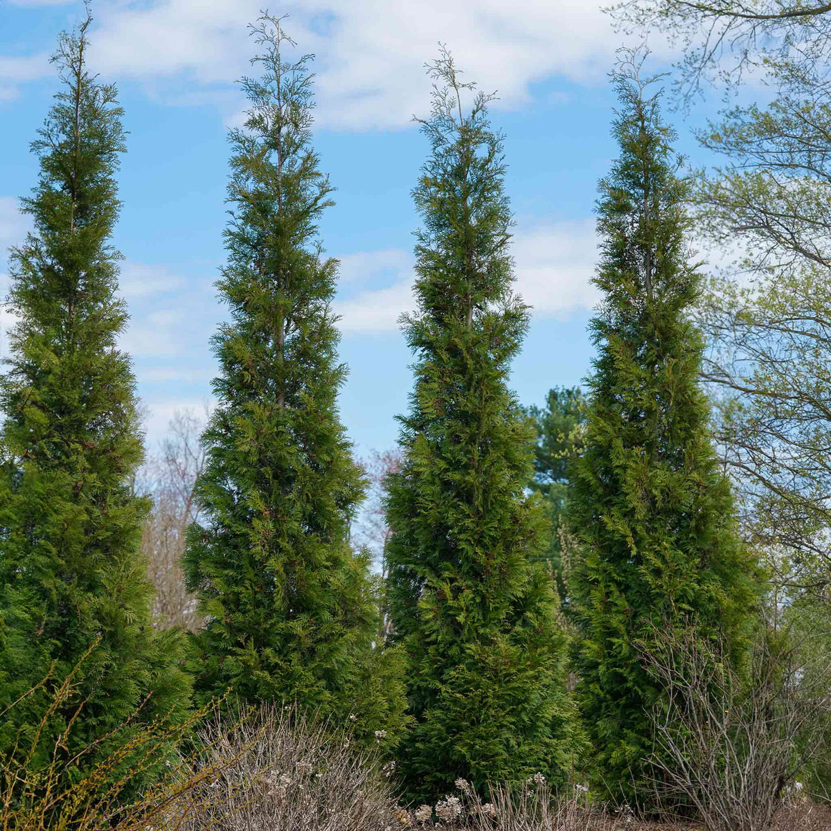 Tall, narrow columnar arborvitae with dense green foliage (view 2)