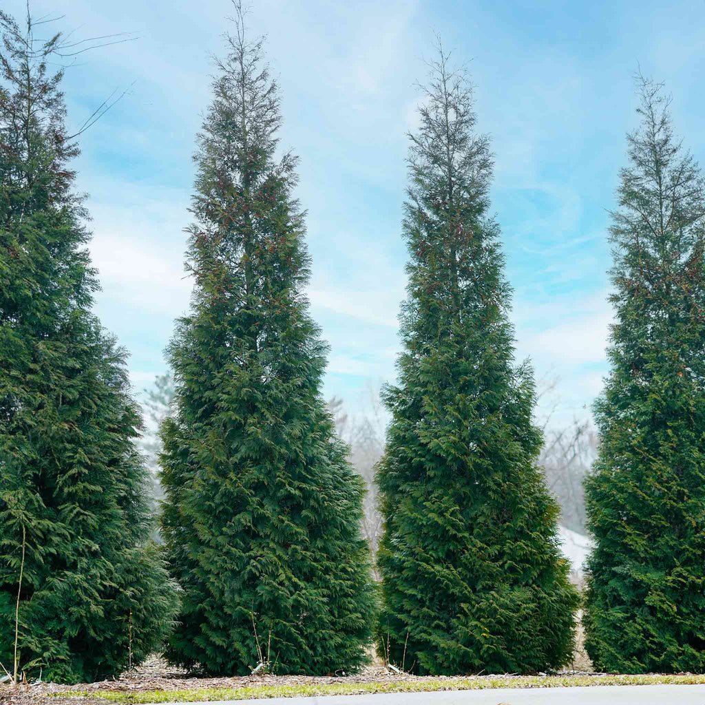 Tall, narrow columnar arborvitae with dense green foliage (view 3)