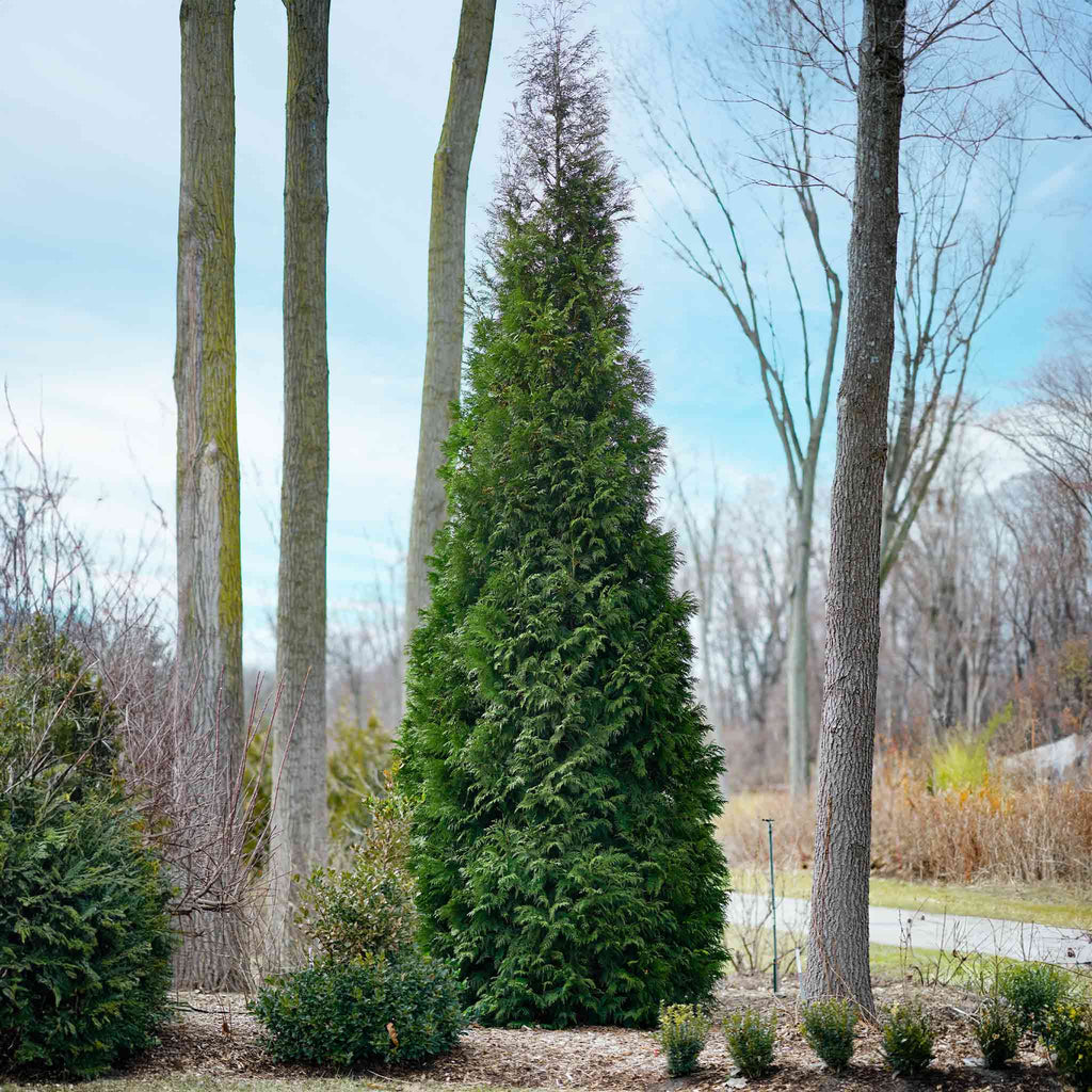 Tall, narrow columnar arborvitae with dense green foliage (view 4)