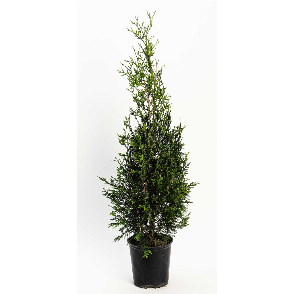 Tall, narrow columnar arborvitae with dense green foliage (view 5)