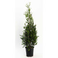 Tall, narrow columnar arborvitae with dense green foliage (view 5)