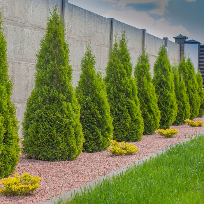 Arborvitae 'Emerald Green'