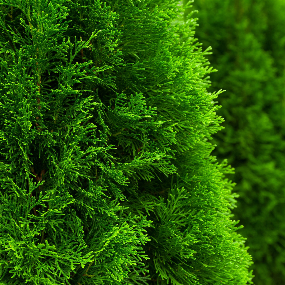 Narrow, upright arborvitae with bright green foliage (view 3)