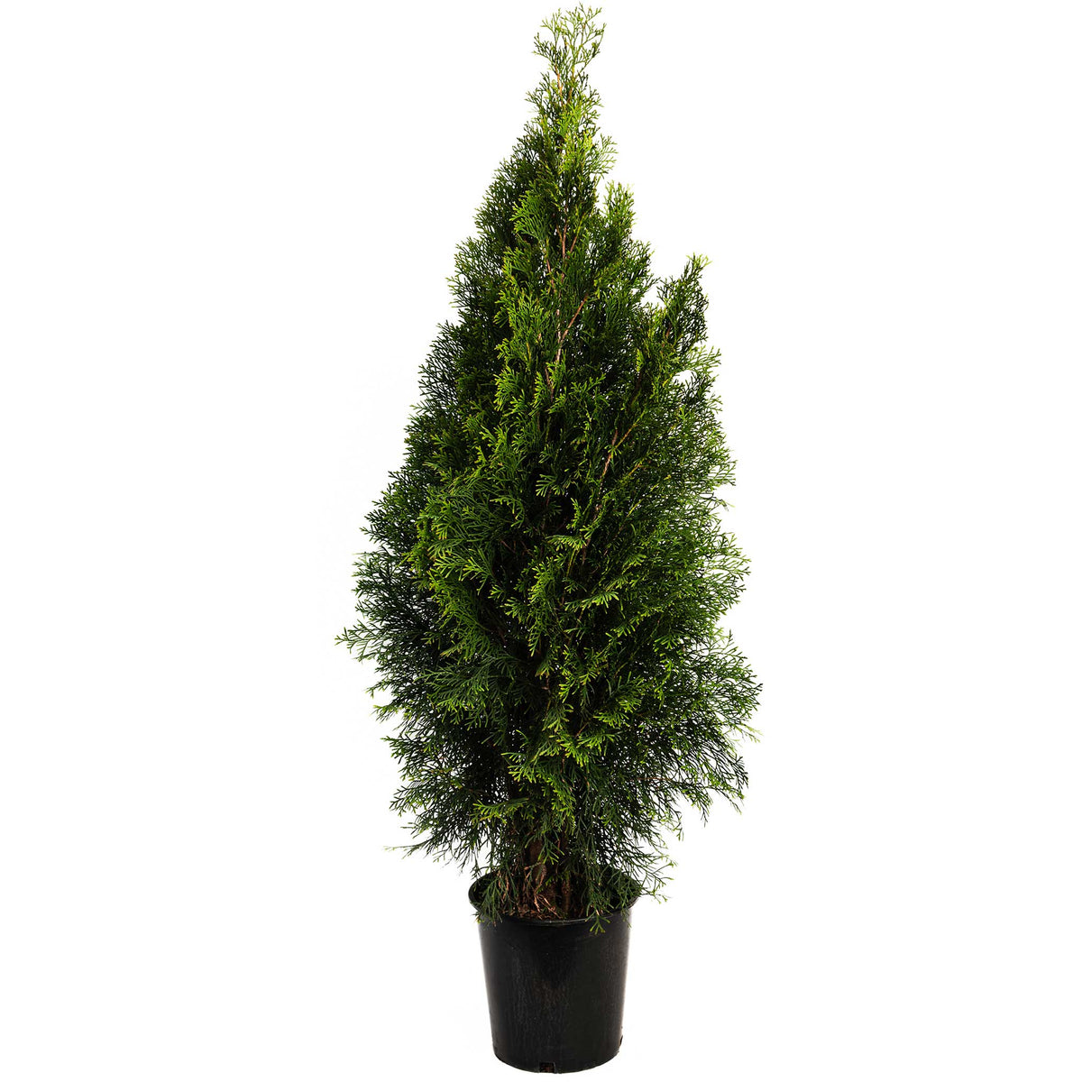Narrow, upright arborvitae with bright green foliage (view 4)
