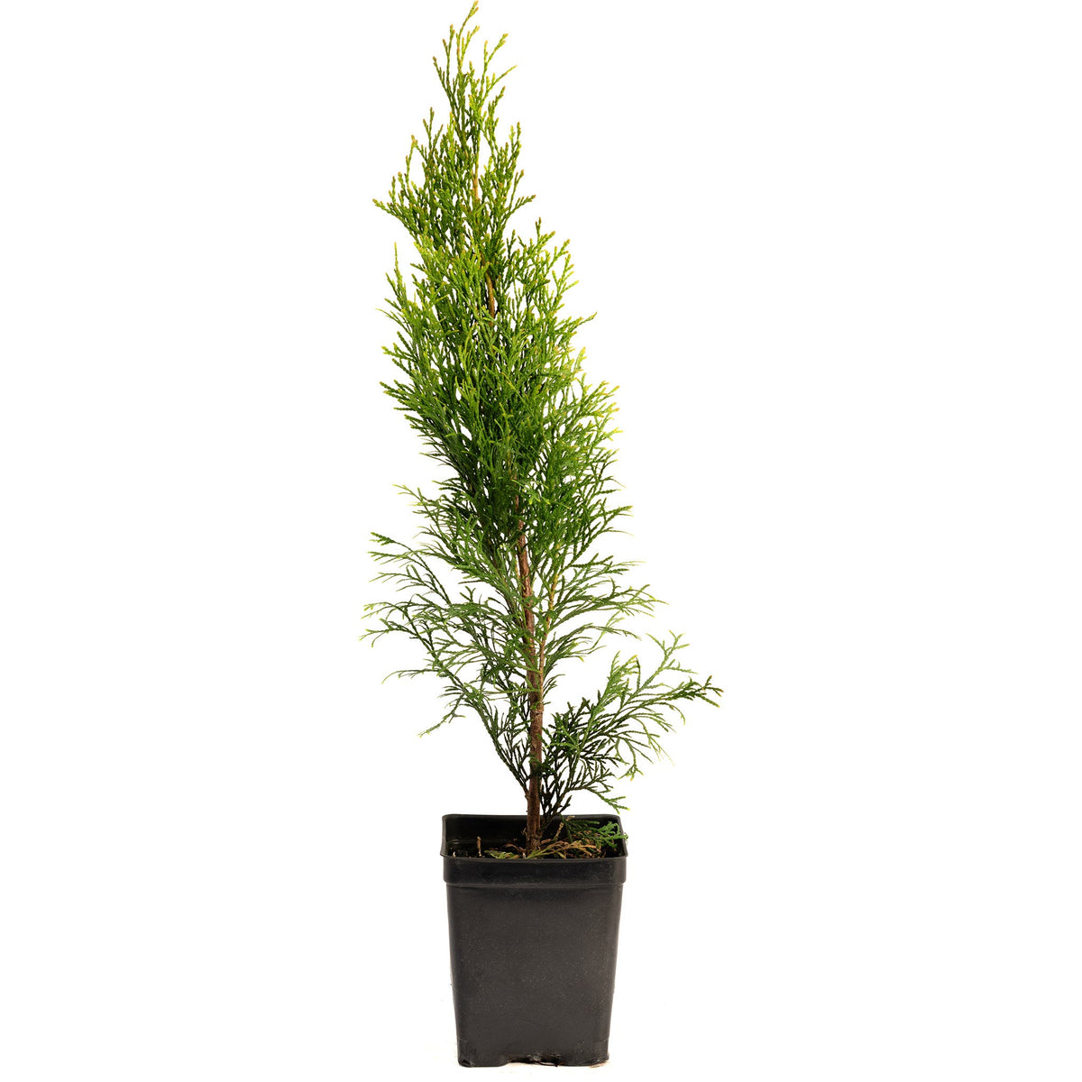 Narrow, upright arborvitae with bright green foliage (view 5)