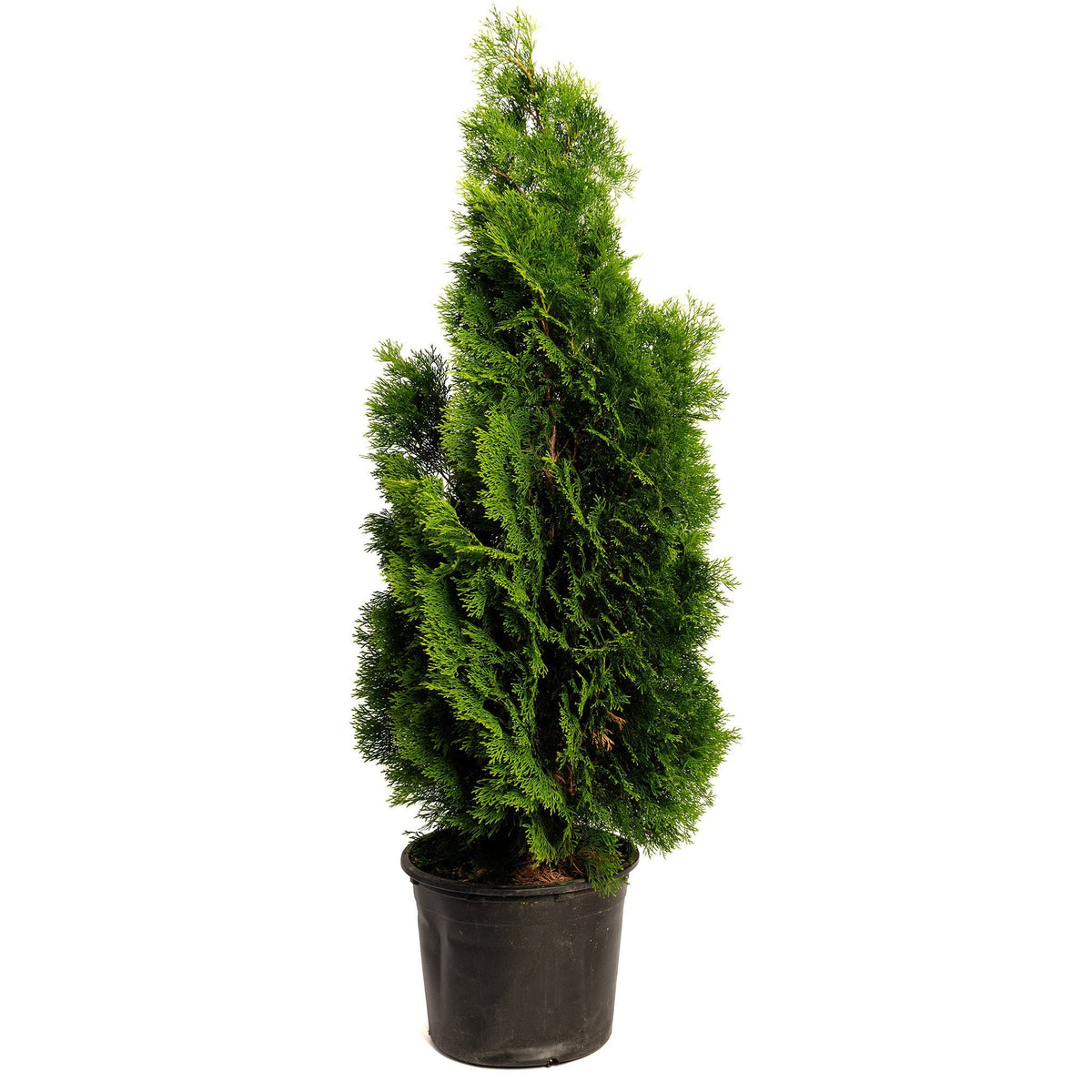 Narrow, upright arborvitae with bright green foliage (view 6)