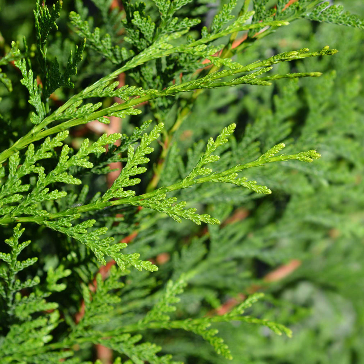 Tall pyramidal arborvitae with dense, soft deep green foliage (view 3)