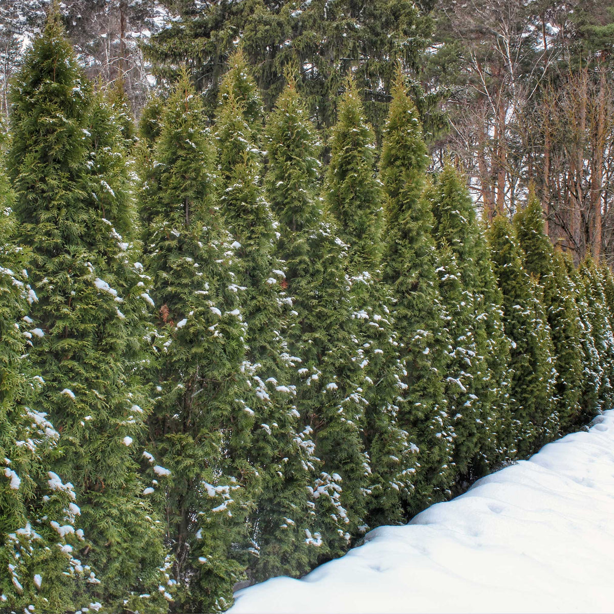 Tall pyramidal arborvitae with dense, soft deep green foliage (view 4)