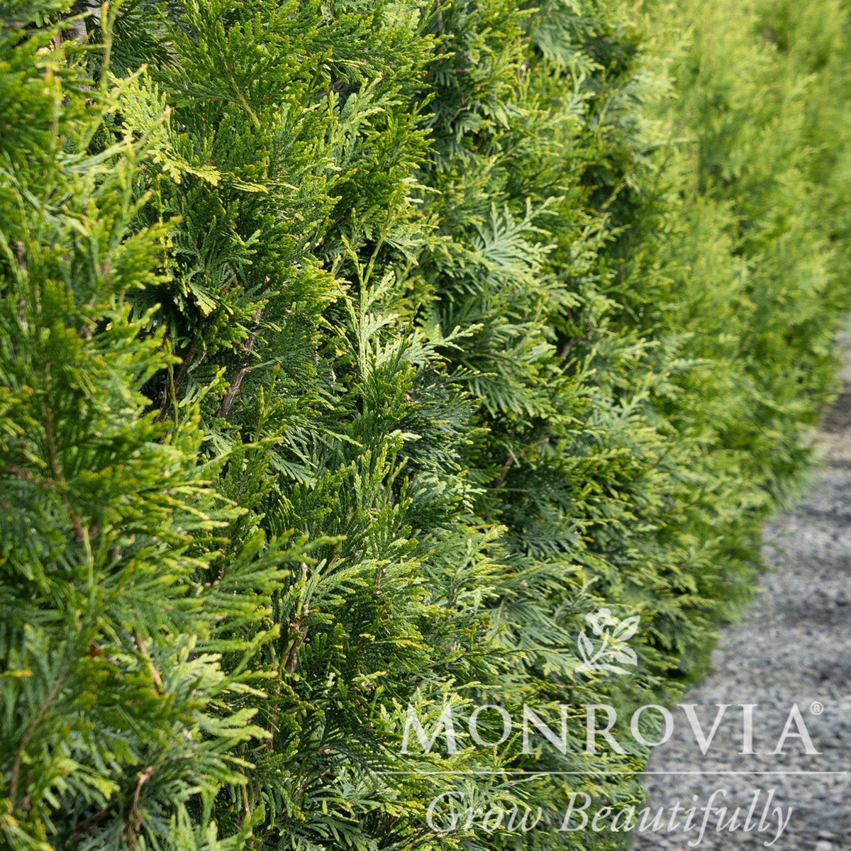 Tall pyramidal arborvitae with dense, soft deep green foliage (view 5)