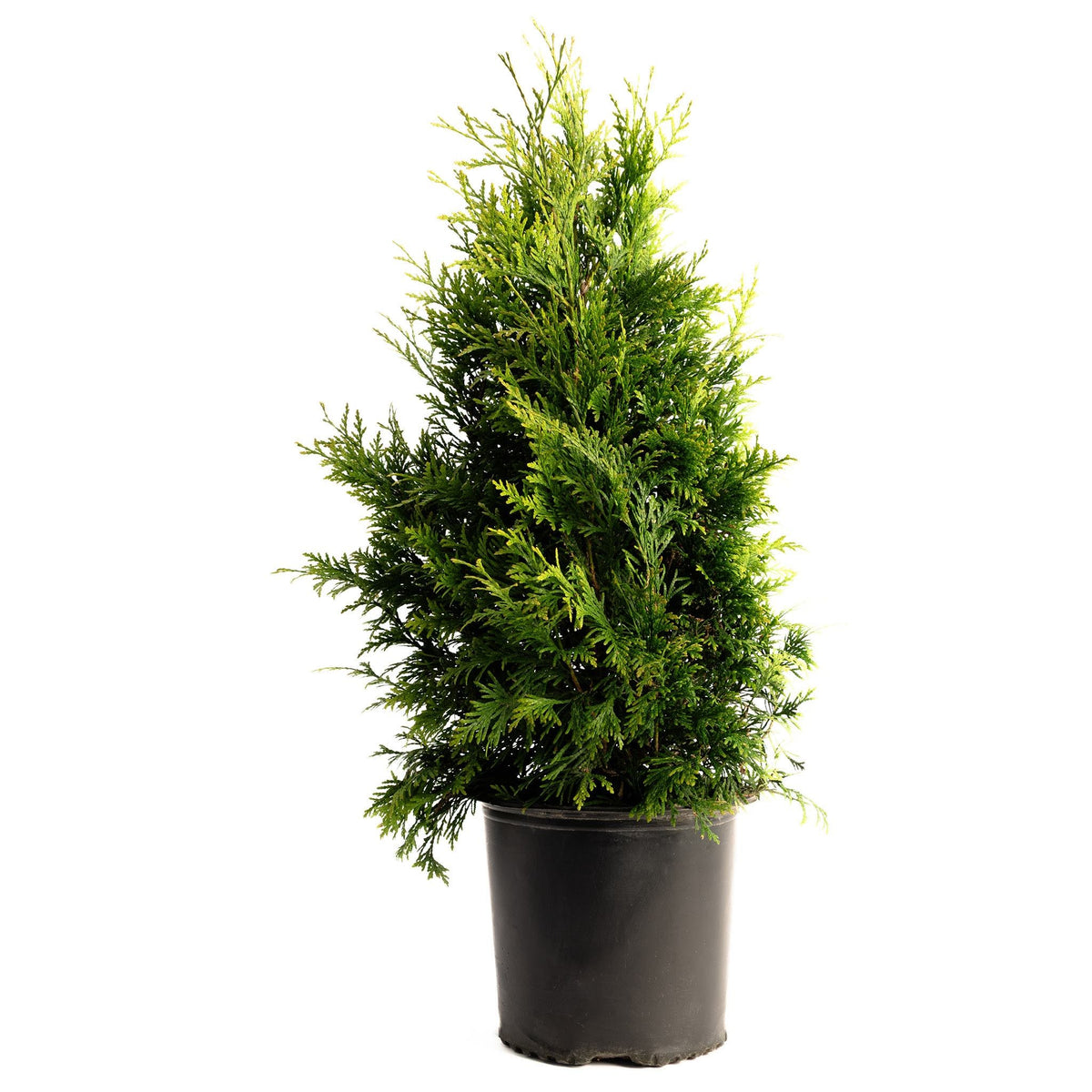 Tall pyramidal arborvitae with dense, soft deep green foliage (view 9)