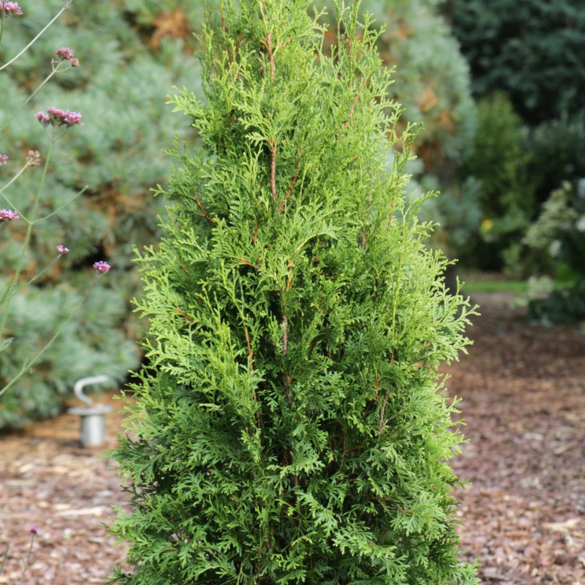 Narrow upright arborvitae with dense green foliage (view 2)