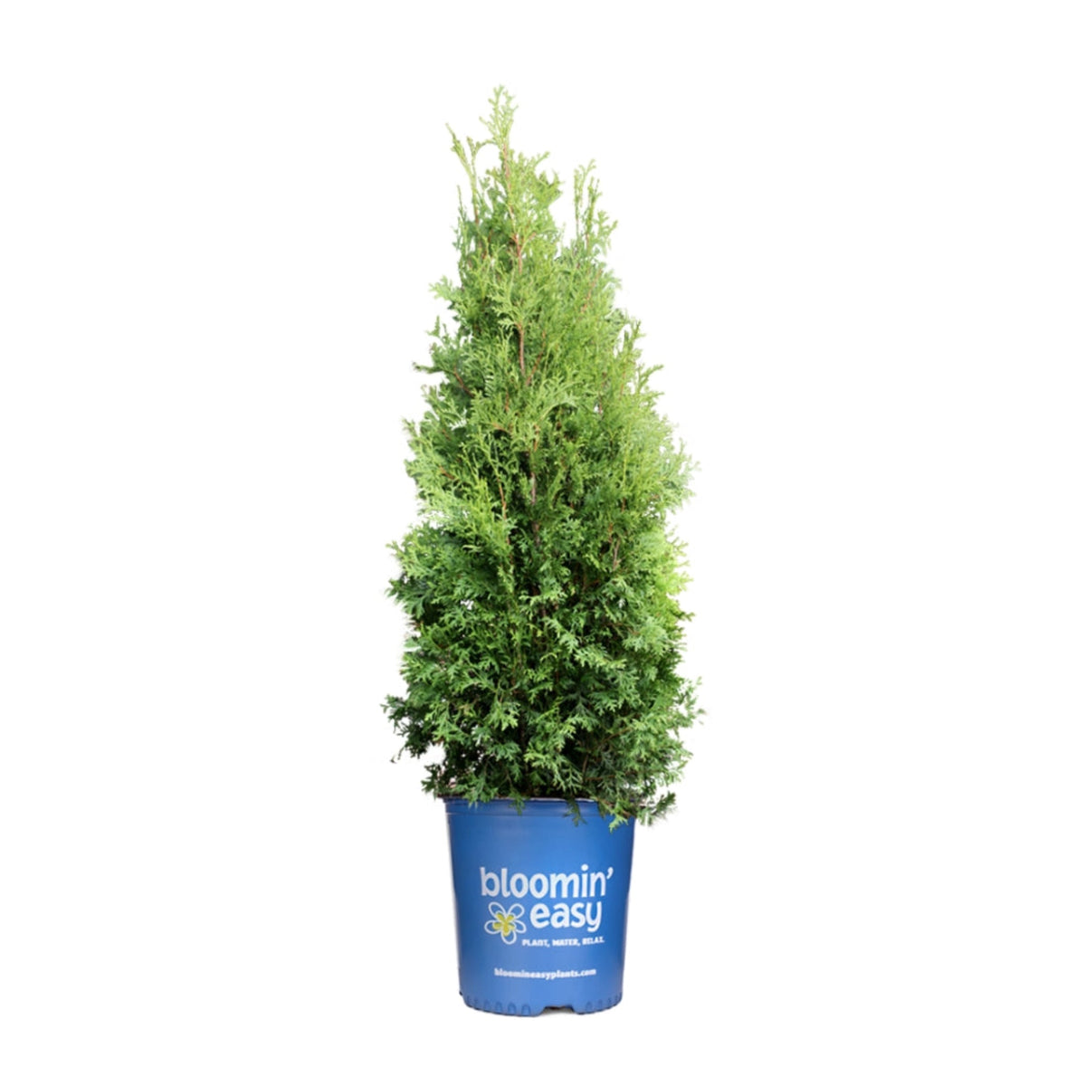 Narrow upright arborvitae with dense green foliage (view 3)