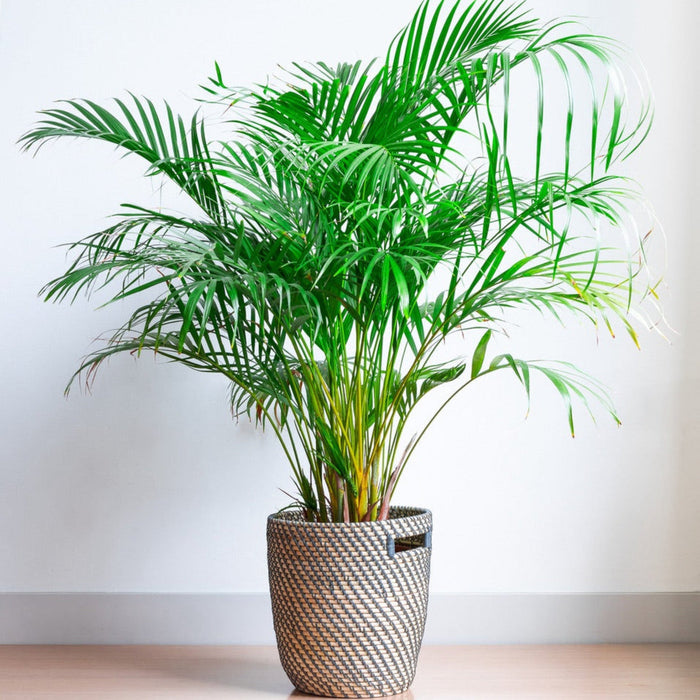 Areca Palm