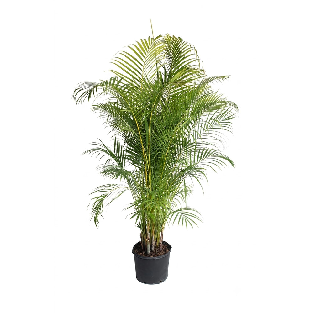 Areca palm with arching feathery green fronds on clumping canes (view 3)