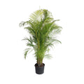 Areca palm with arching feathery green fronds on clumping canes (view 3)