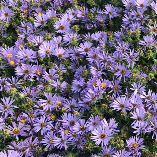 Bushy mound of aromatic aster covered in small sky-blue daisies (view 2)