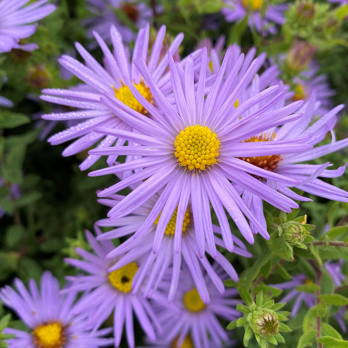Rounded aromatic aster covered in blue-violet daisies with yellow centers