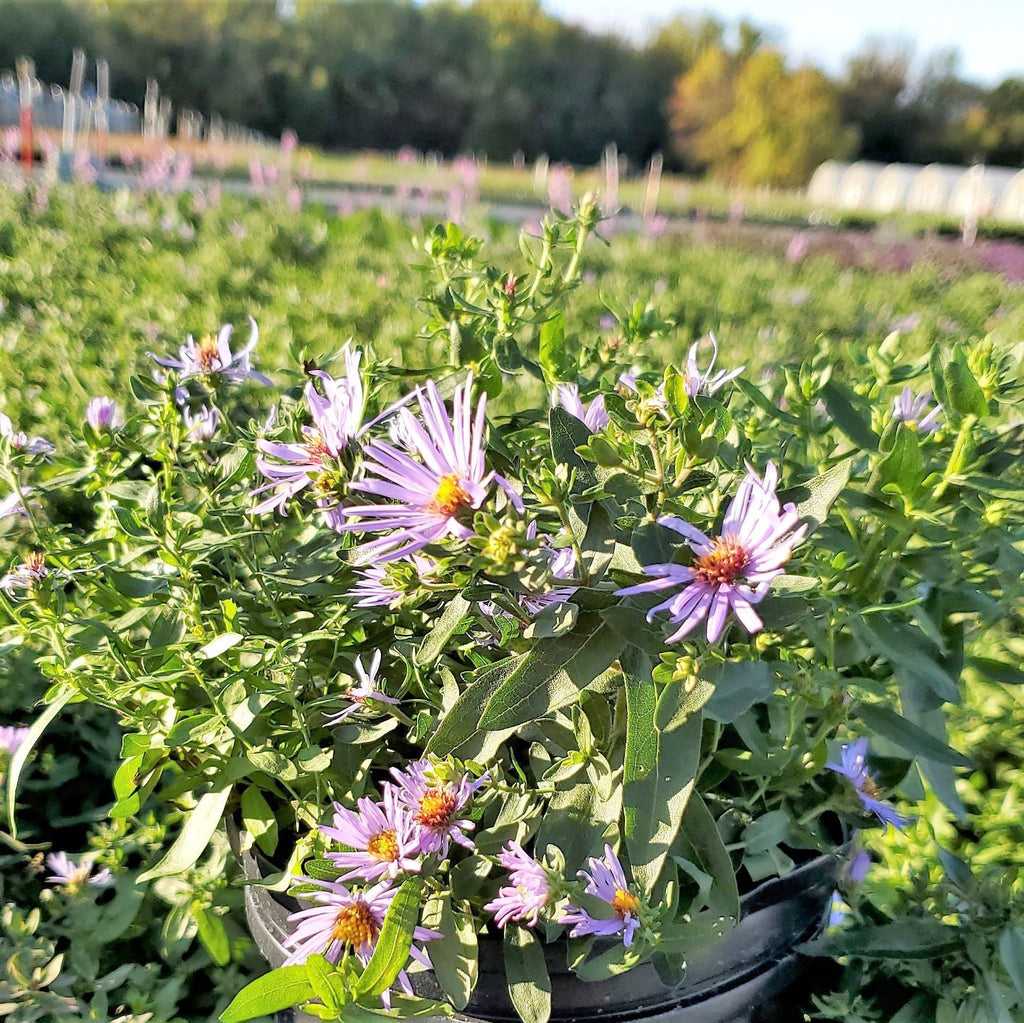 Rounded aromatic aster covered in blue-violet daisies with yellow centers (view 2)