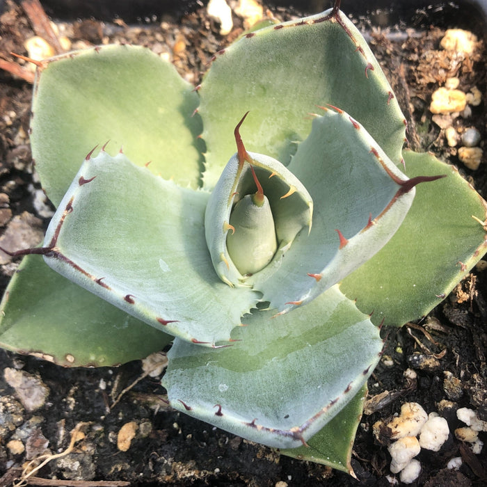 Artichoke Agave