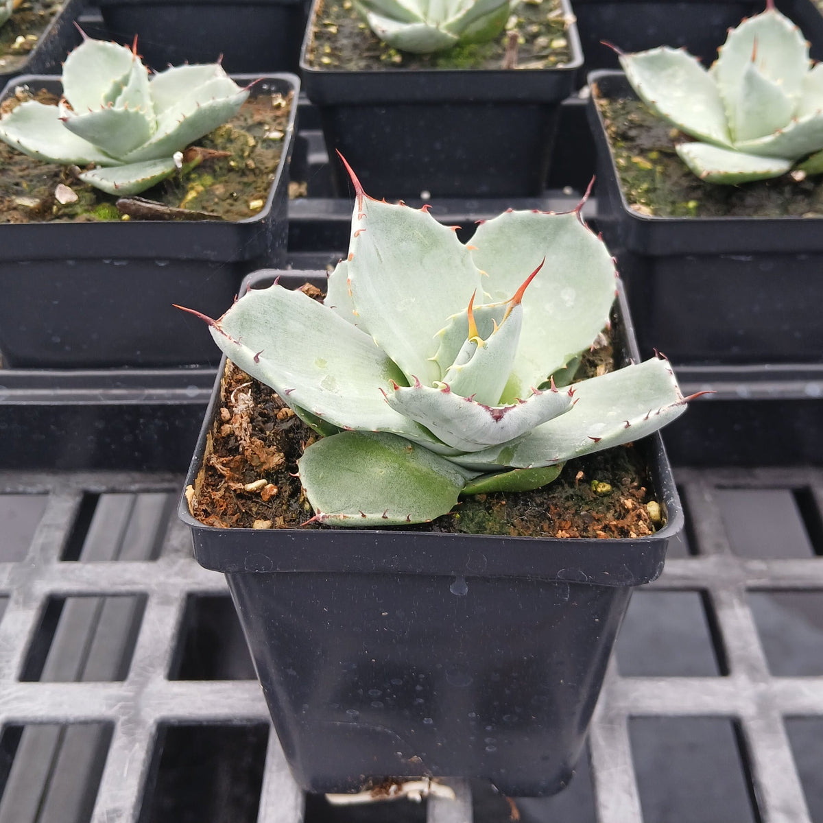 Small agave rosette of broad silver-blue leaves tipped with dark spines (view 2)