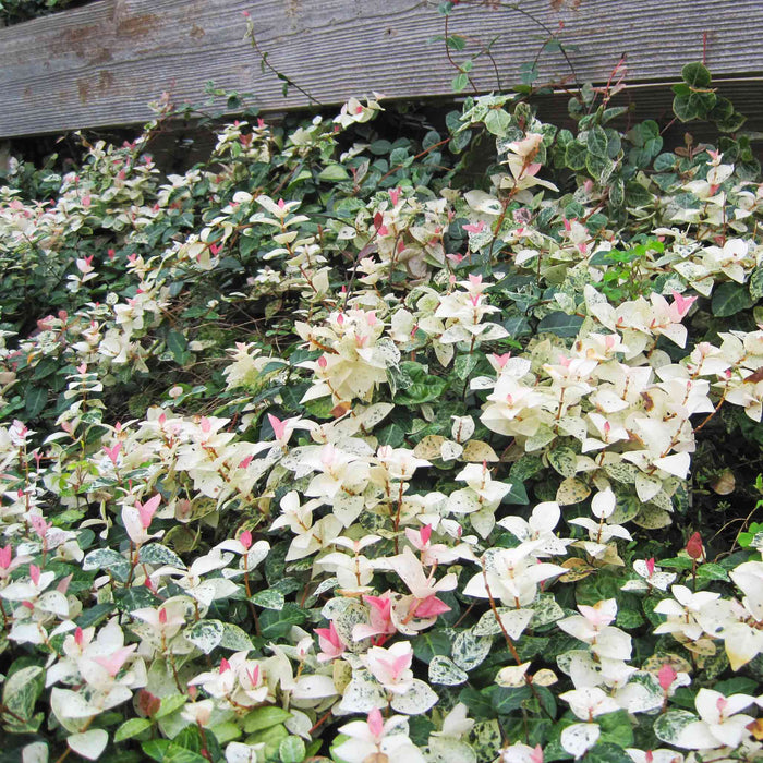 Asiatic Jasmine 'Snow-N-Summer'