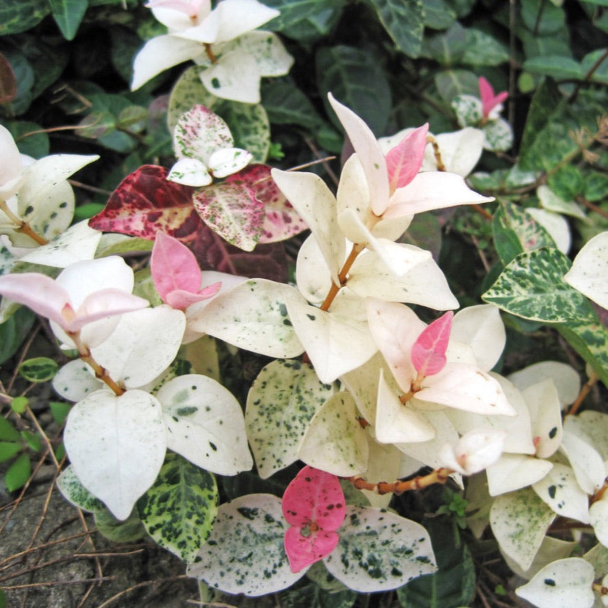 Ground cover with pink, white and green variegated leaves (view 2)
