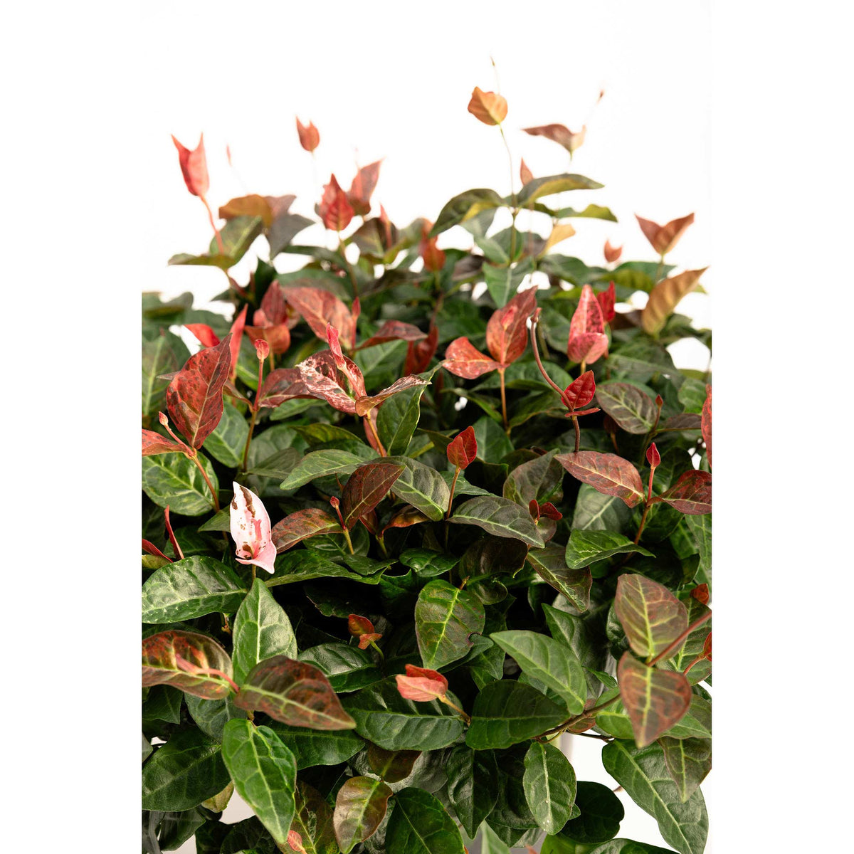Ground cover with pink, white and green variegated leaves (view 6)