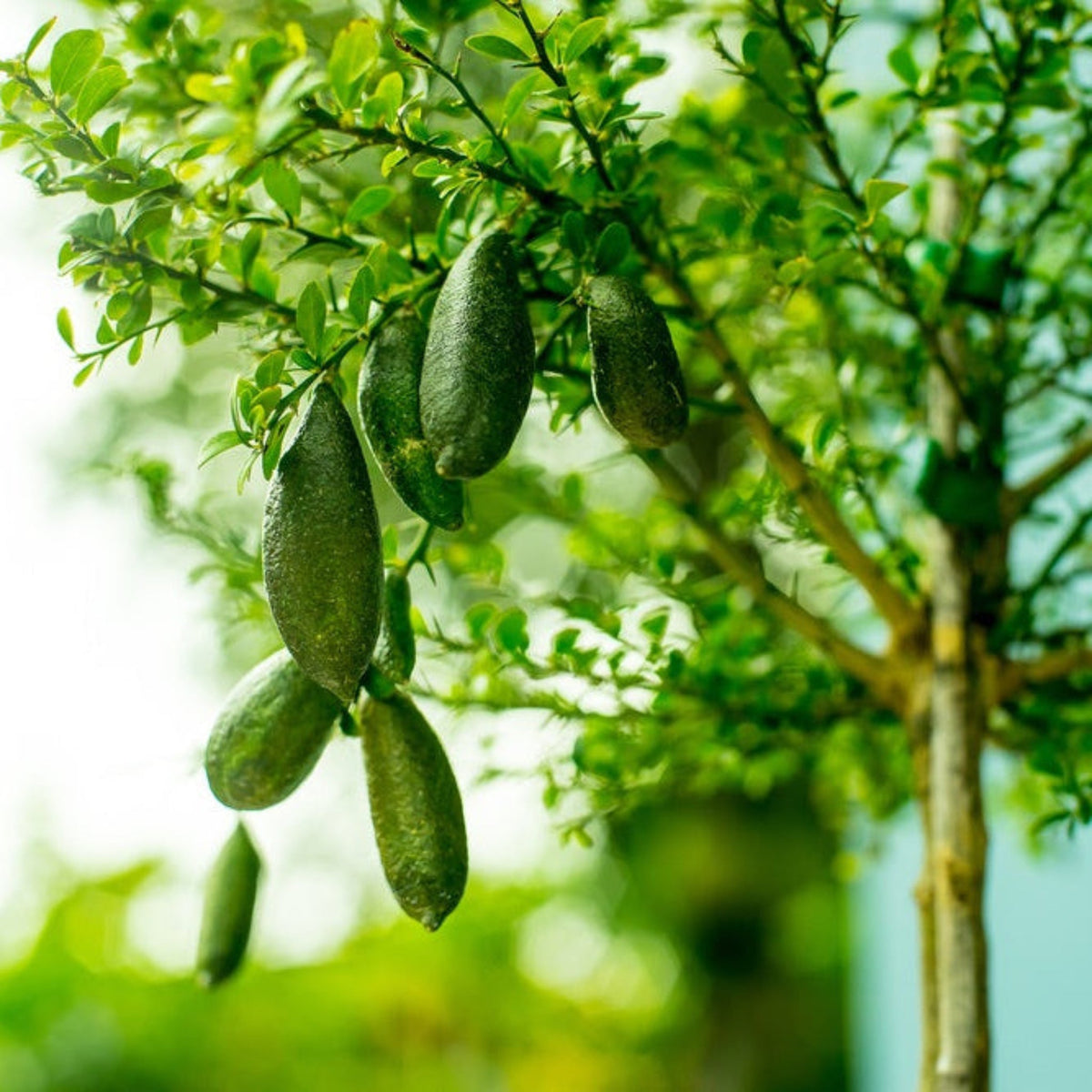 Finger lime shrub with small leaves and slender finger-shaped fruit (view 2)