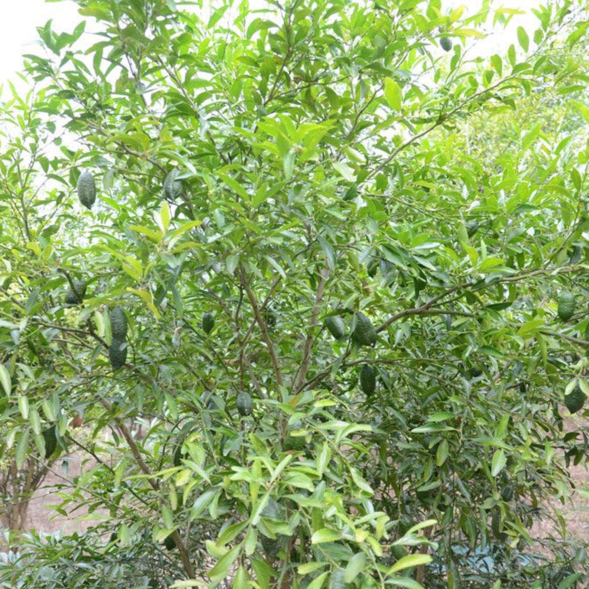 Finger lime shrub with small leaves and slender finger-shaped fruit (view 3)