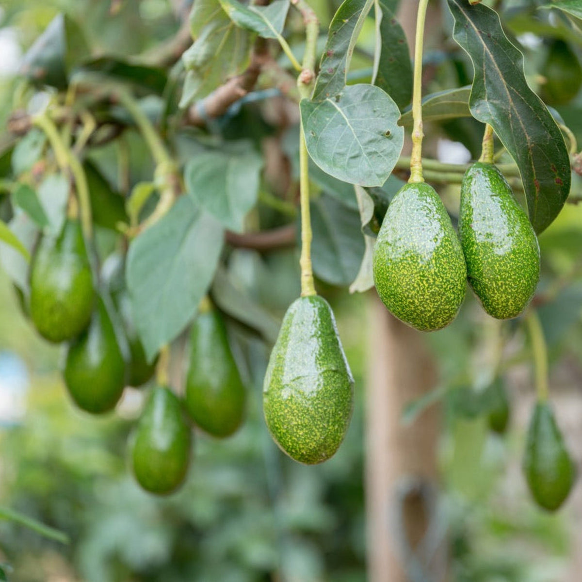 Young avocado tree with large glossy green leaves