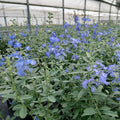 Azure sage with spikes of sky-blue flowers on tall, slender stems