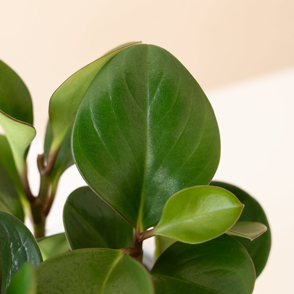 Baby Rubber Plant 'Spice is Nice', view 2