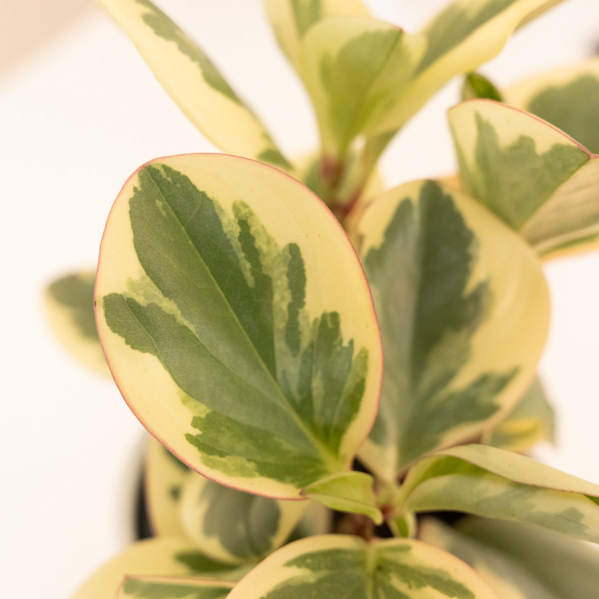 Baby Rubber Plant 'Sweet and Sour', view 2