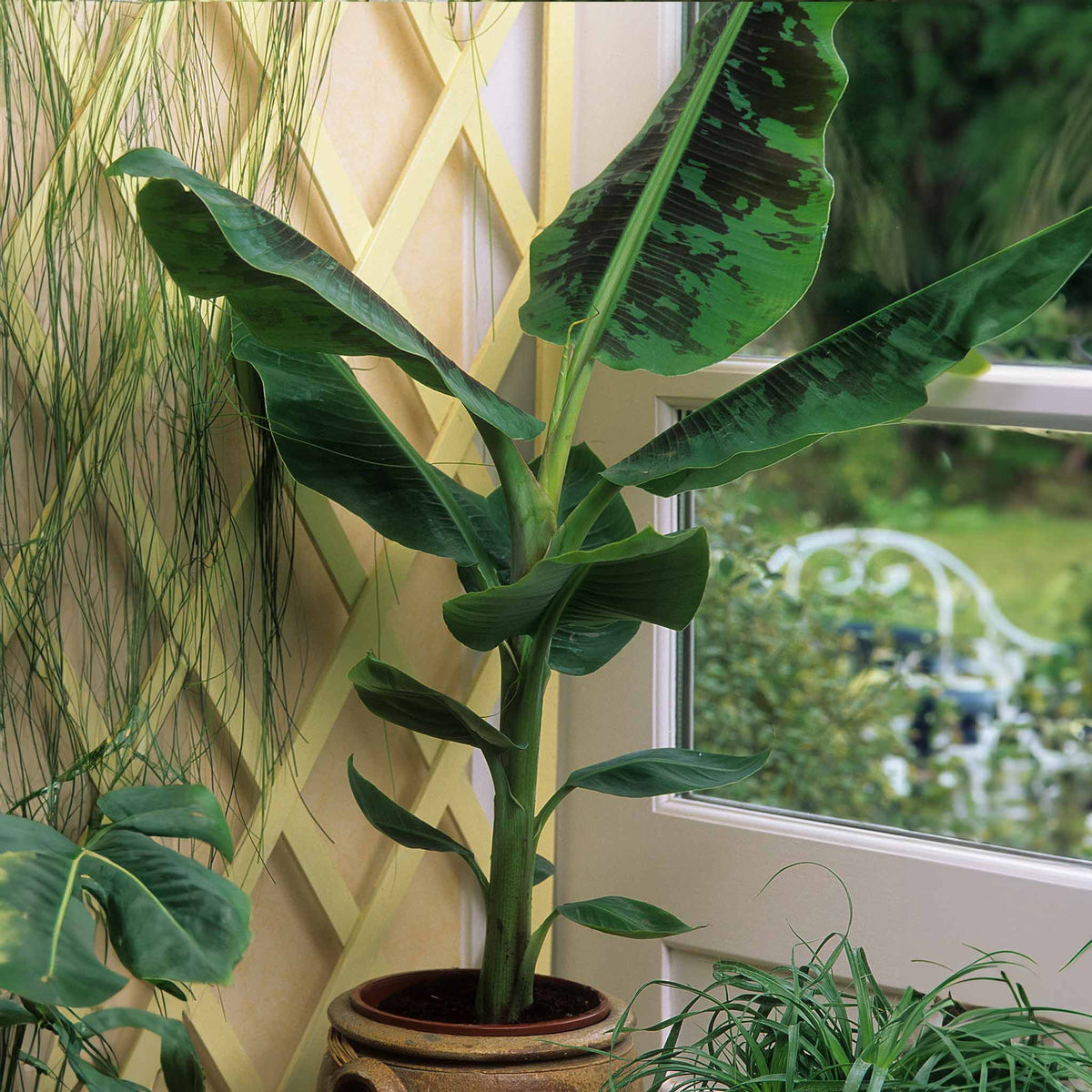 Dwarf banana plant with large green paddle-shaped leaves