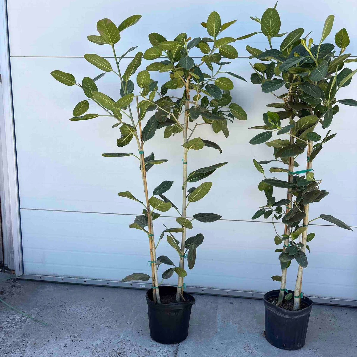 Multi-stem banyan fig with velvety green leaves and pale trunks
