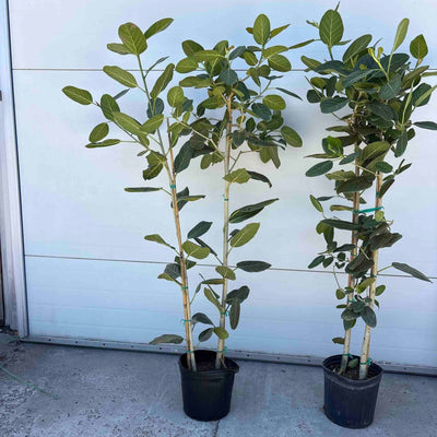 Banyan Fig 'Audrey', Multi-Stem