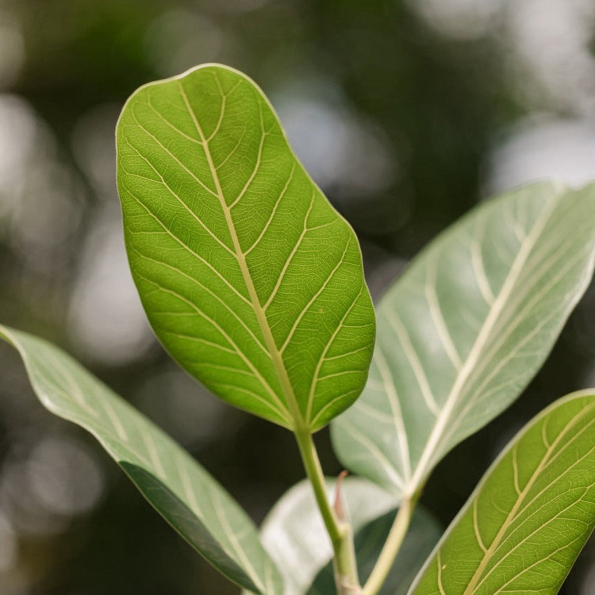 Multi-stem banyan fig with velvety green leaves and pale trunks (view 2)