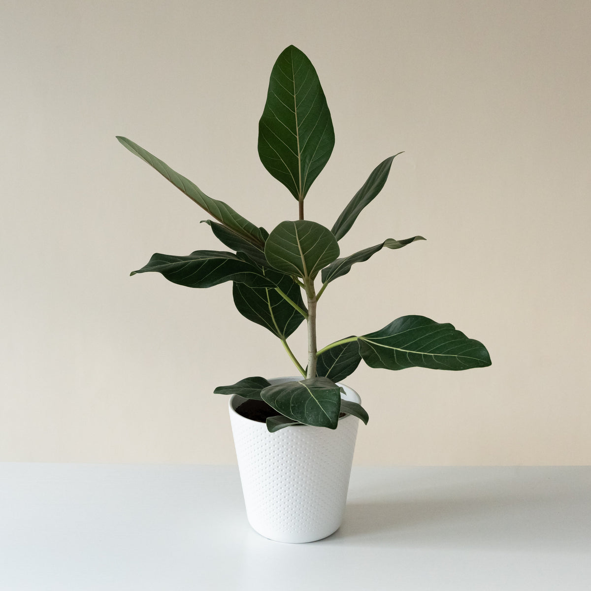 Banyan fig tree with broad oval green leaves on upright stems