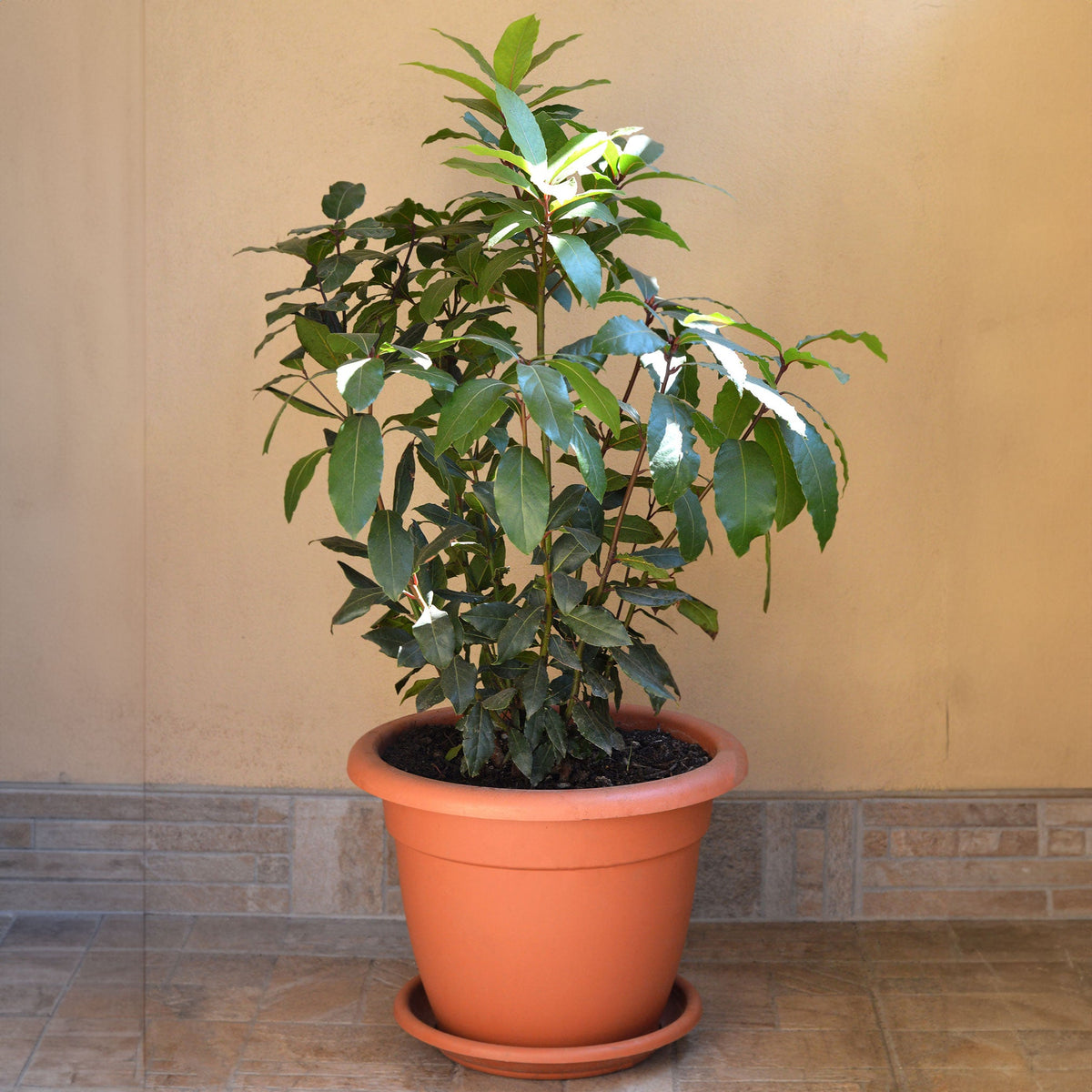 Bay laurel shrub with glossy dark green aromatic leaves