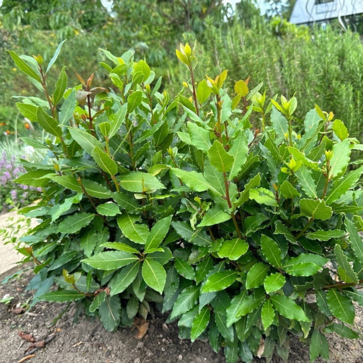 Bay laurel shrub with glossy dark green aromatic leaves (view 3)