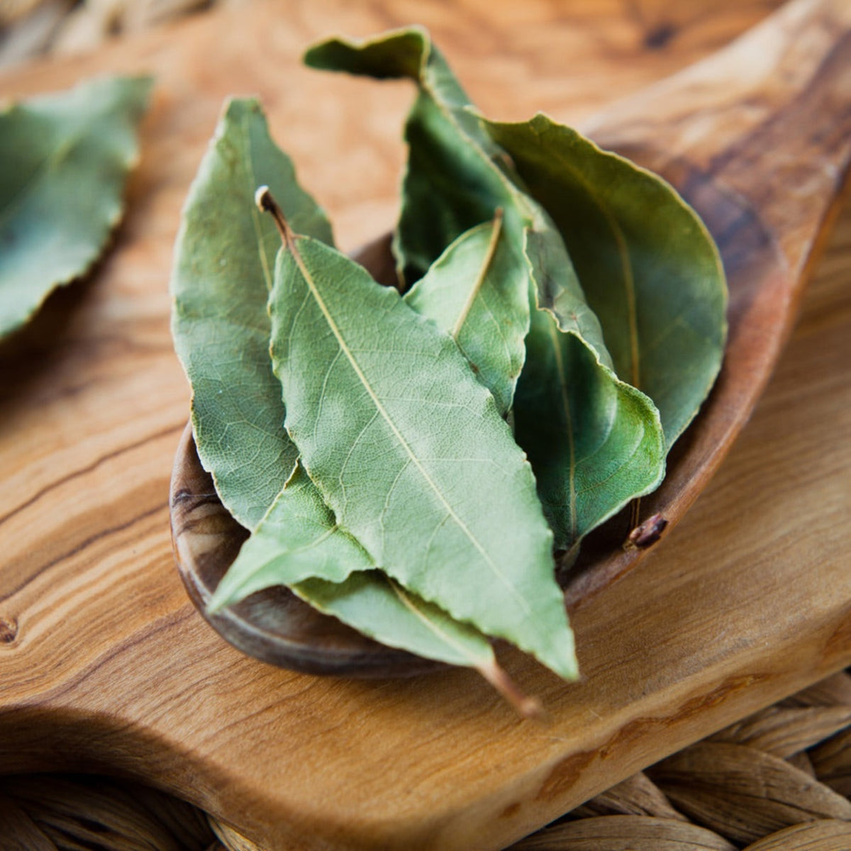 Bay laurel shrub with glossy dark green aromatic leaves (view 4)