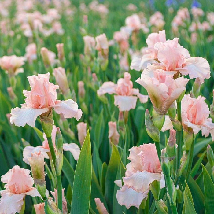 Bearded Iris 'Beverly Sills'