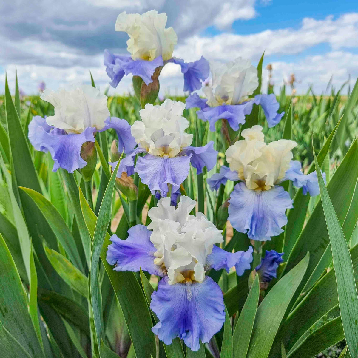 Bearded iris with cream upper petals and blue lower petals