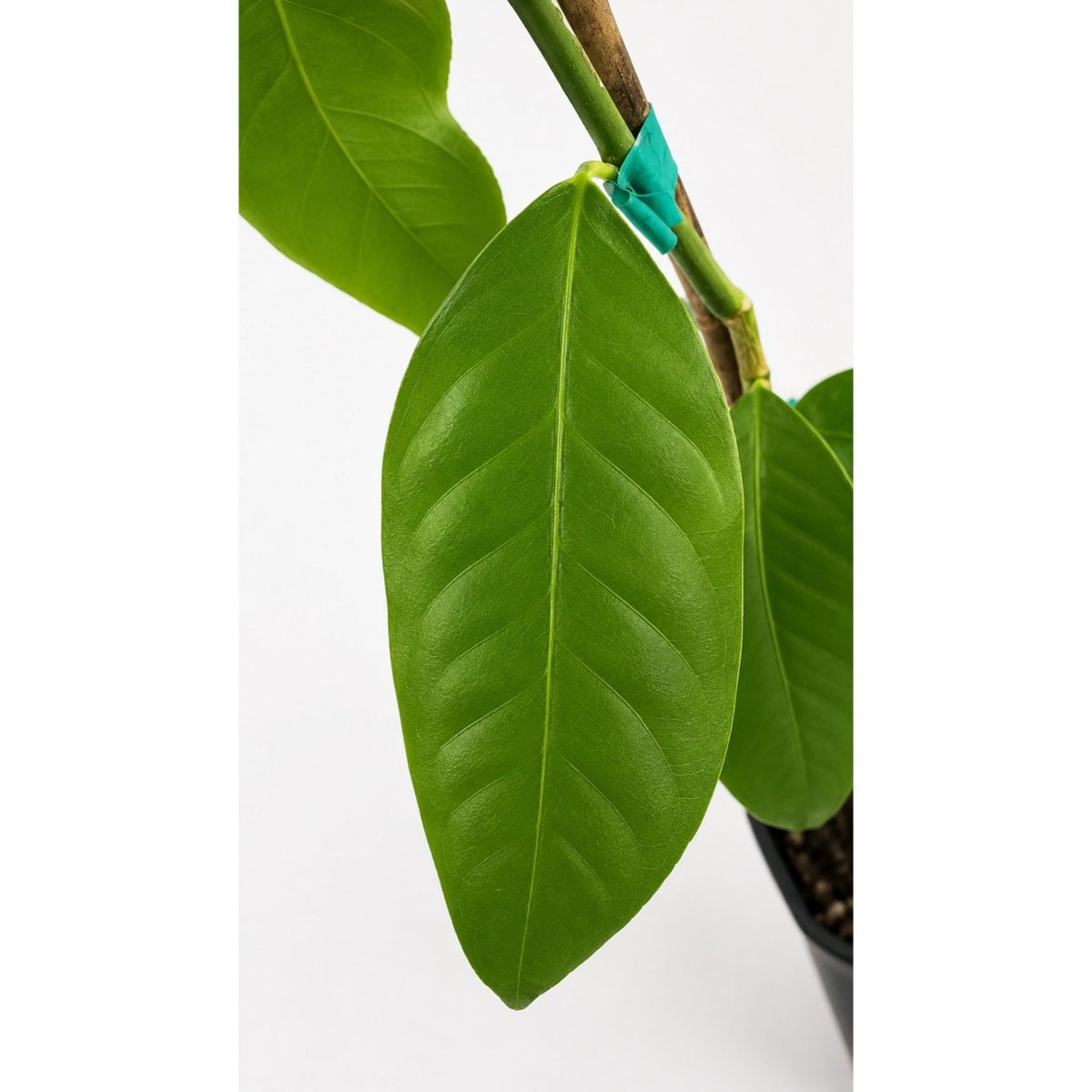 Lemon tree with glossy leaves and large yellow lemons (view 3)