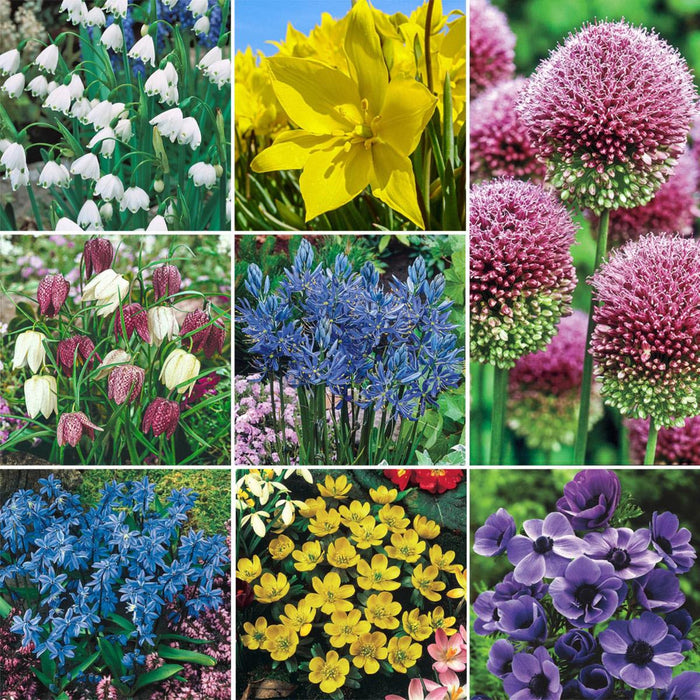 Bee and Butterfly Bulb Mix