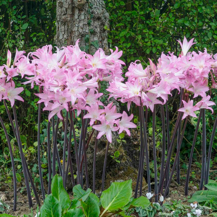 Belladonna Lily