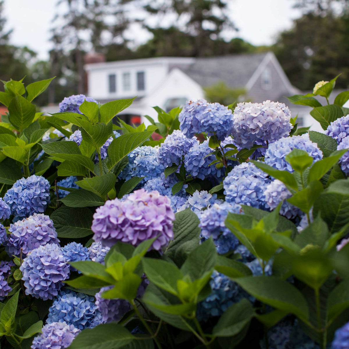 Bigleaf hydrangea with large rounded blue mophead flowers (view 2)